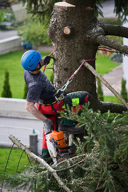 Reliable Sidney, NE Tree Removal Solutions